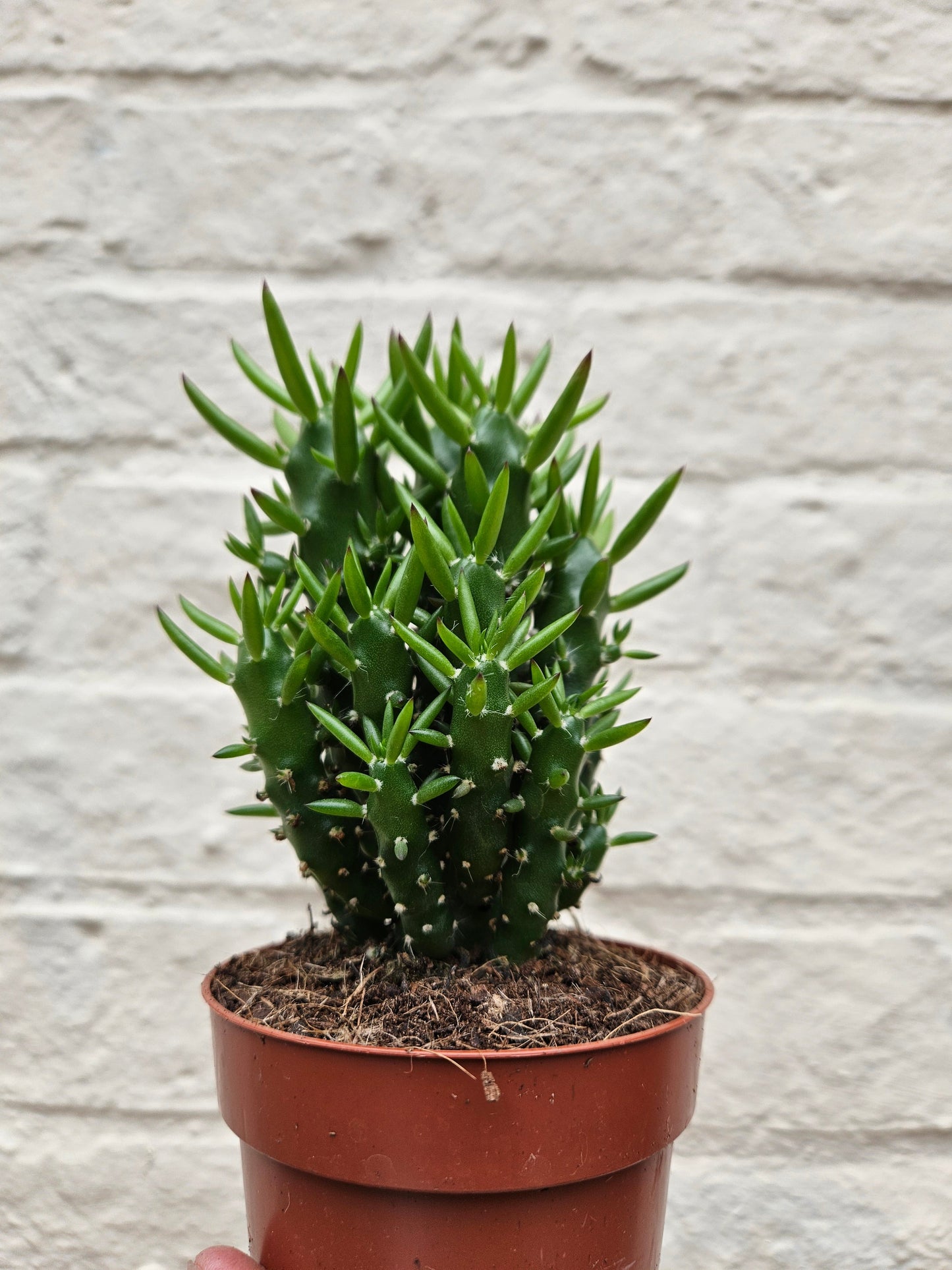 Austrocylindropuntia subulata (Eves Pin Cactus)