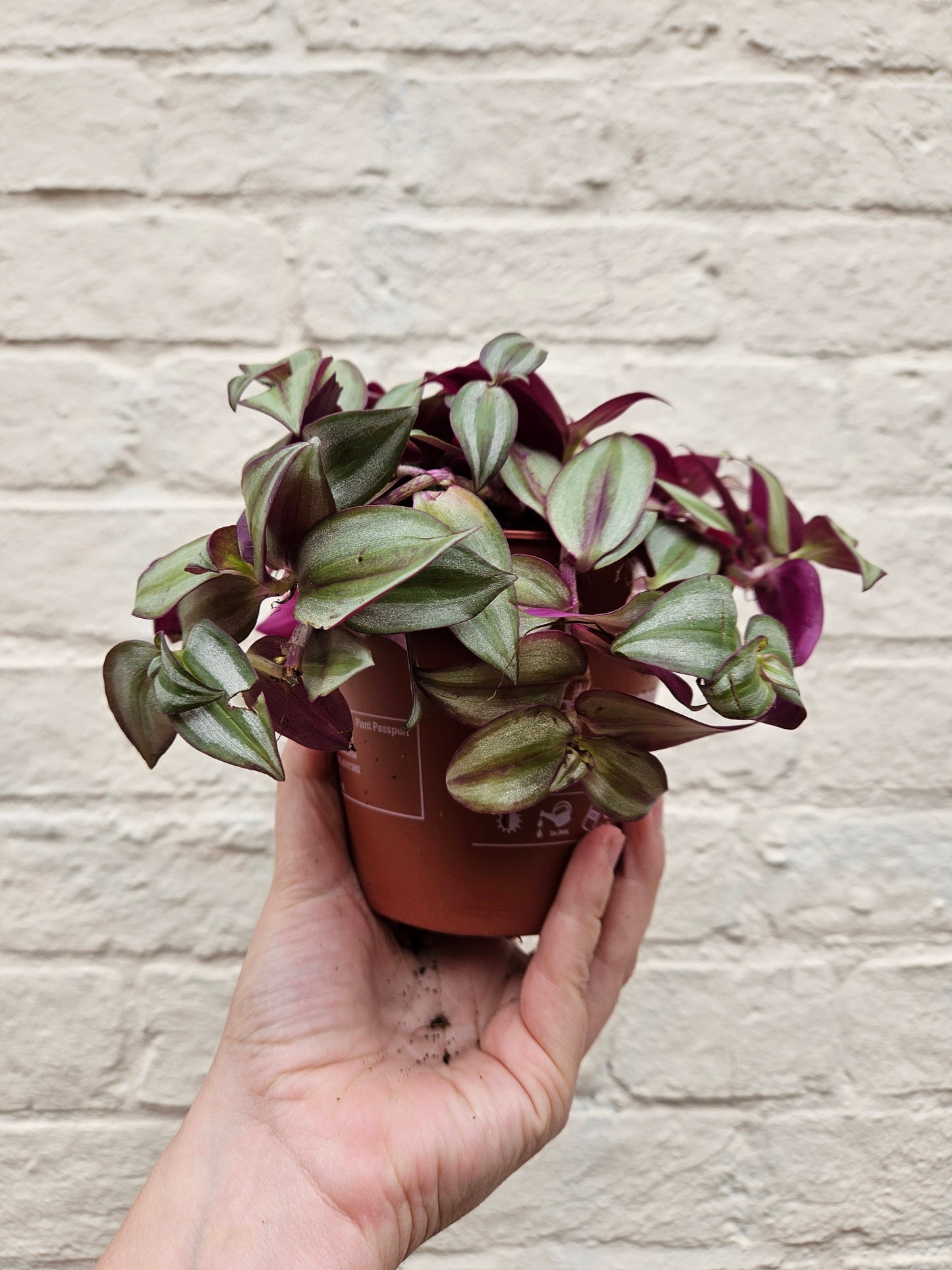 Tradescantia purpusii (Inch Plant)