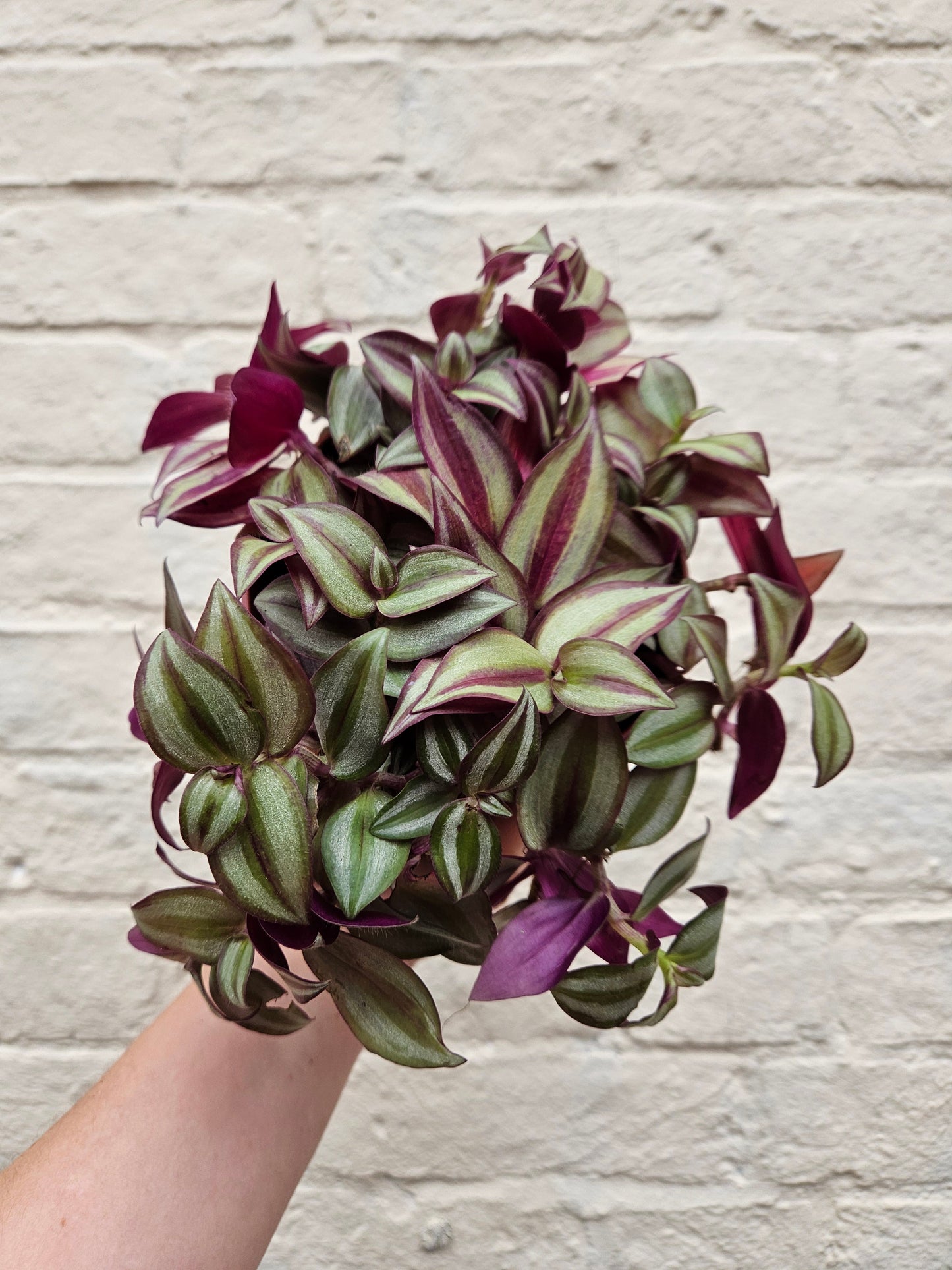 Tradescantia purpusii (Inch Plant)