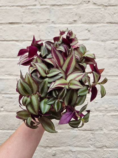 Tradescantia purpusii (Inch Plant)