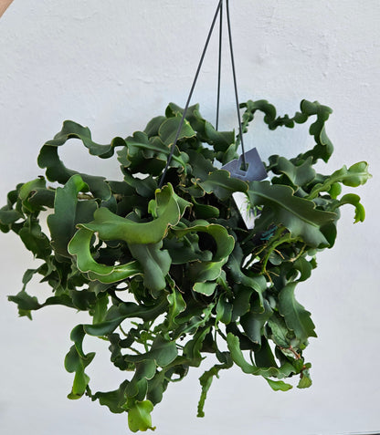 Epiphyllum gautem var. monstrosa (Curly Locks Cactus)