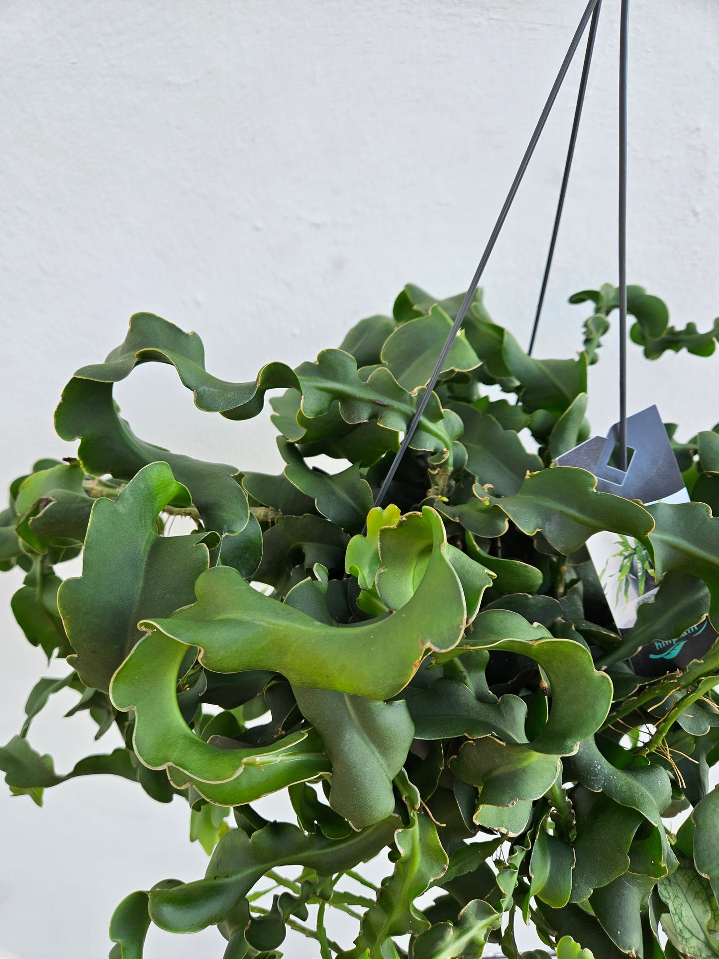 Epiphyllum gautem var. monstrosa (Curly Locks Cactus)