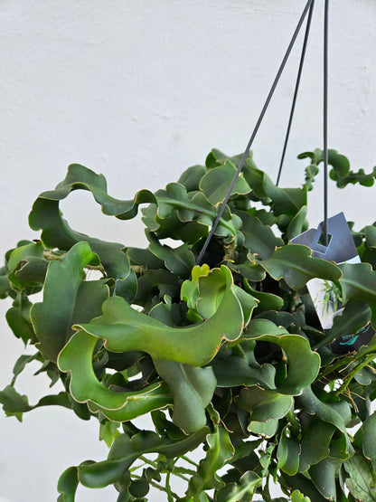 Epiphyllum gautem var. monstrosa (Curly Locks Cactus)