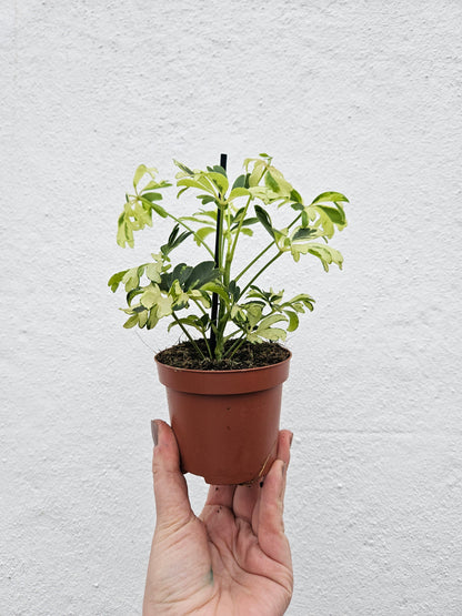 Schefflera arboricola 'Janine' (Umbrella plant)