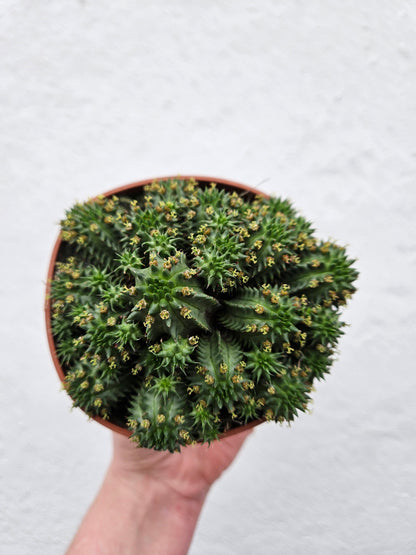 Euphorbia suzannae (Suzanne's Spurge)