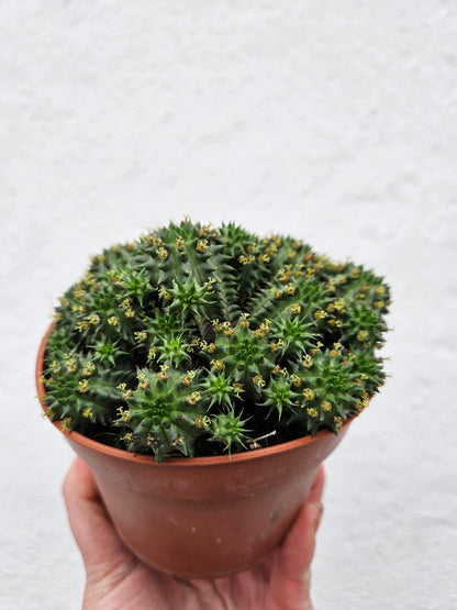 Euphorbia suzannae (Suzanne's Spurge)