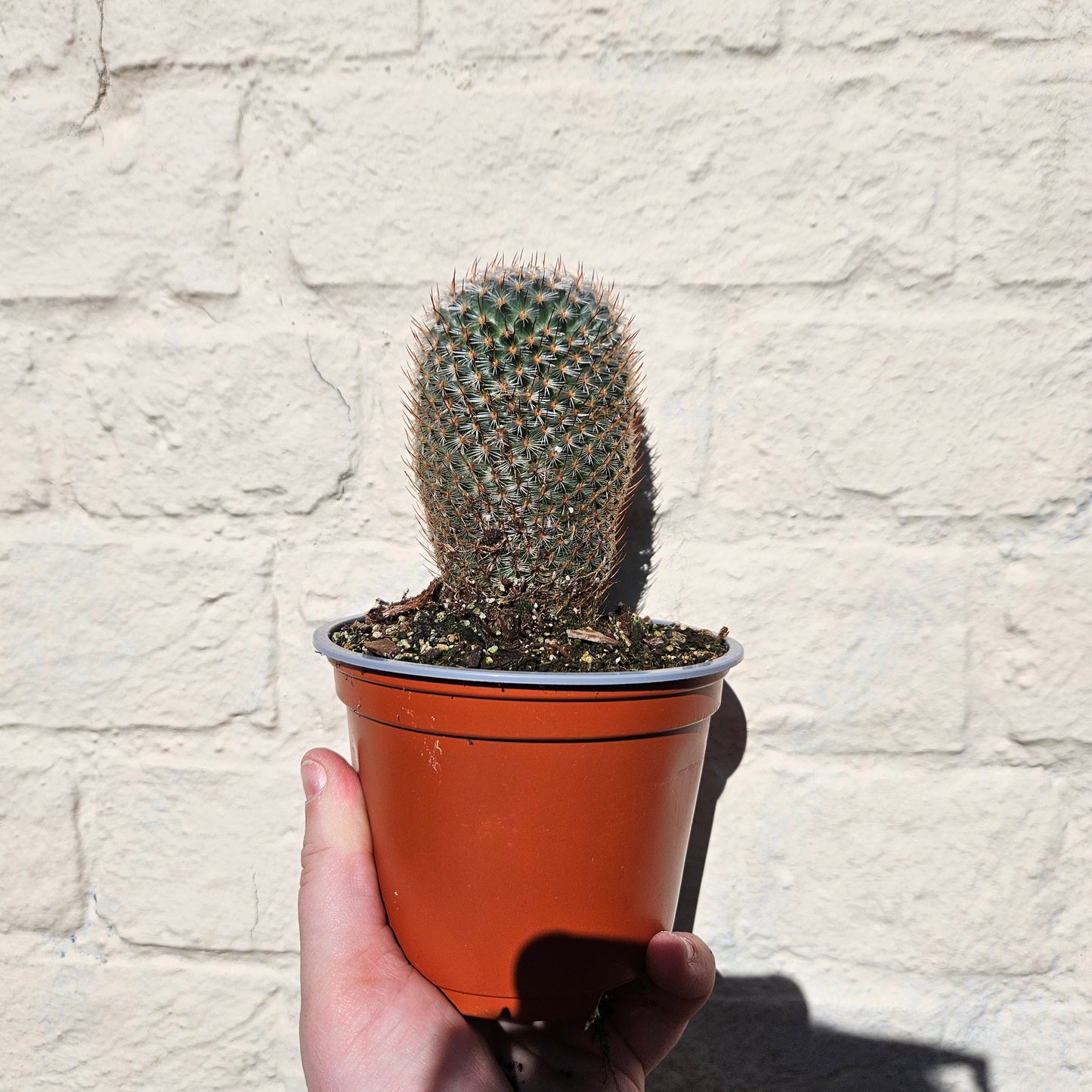 Mammillaria elegans (Pincushion cactus)