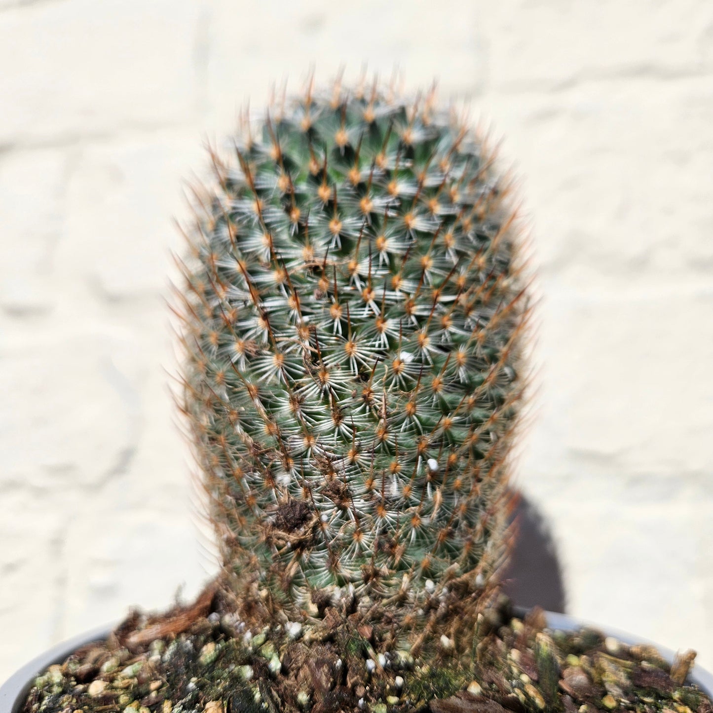 Mammillaria elegans (Pincushion cactus)
