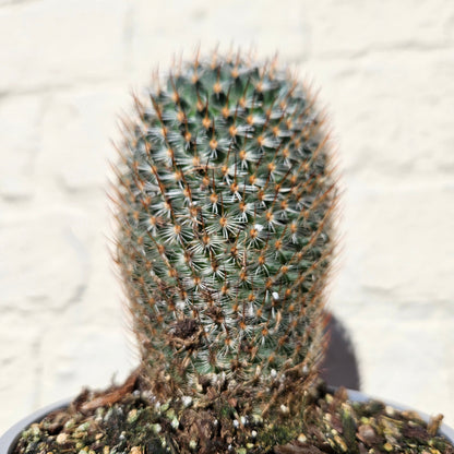 Mammillaria elegans (Pincushion cactus)