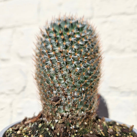 Mammillaria elegans (Pincushion cactus)