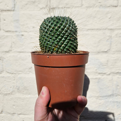 Mammillaria spinosissima 'Un Pico' (One spine cactus)