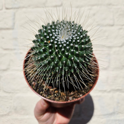 Mammillaria spinosissima 'Un Pico' (One spine cactus)