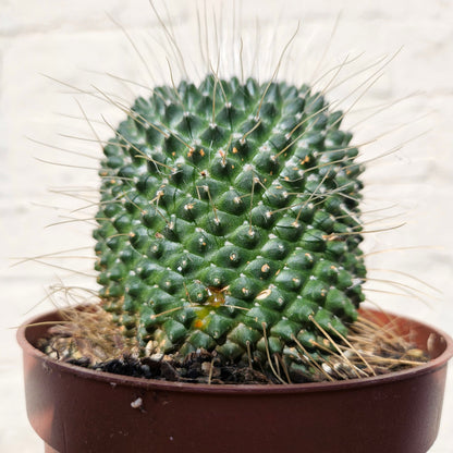 Mammillaria spinosissima 'Un Pico' (One spine cactus)
