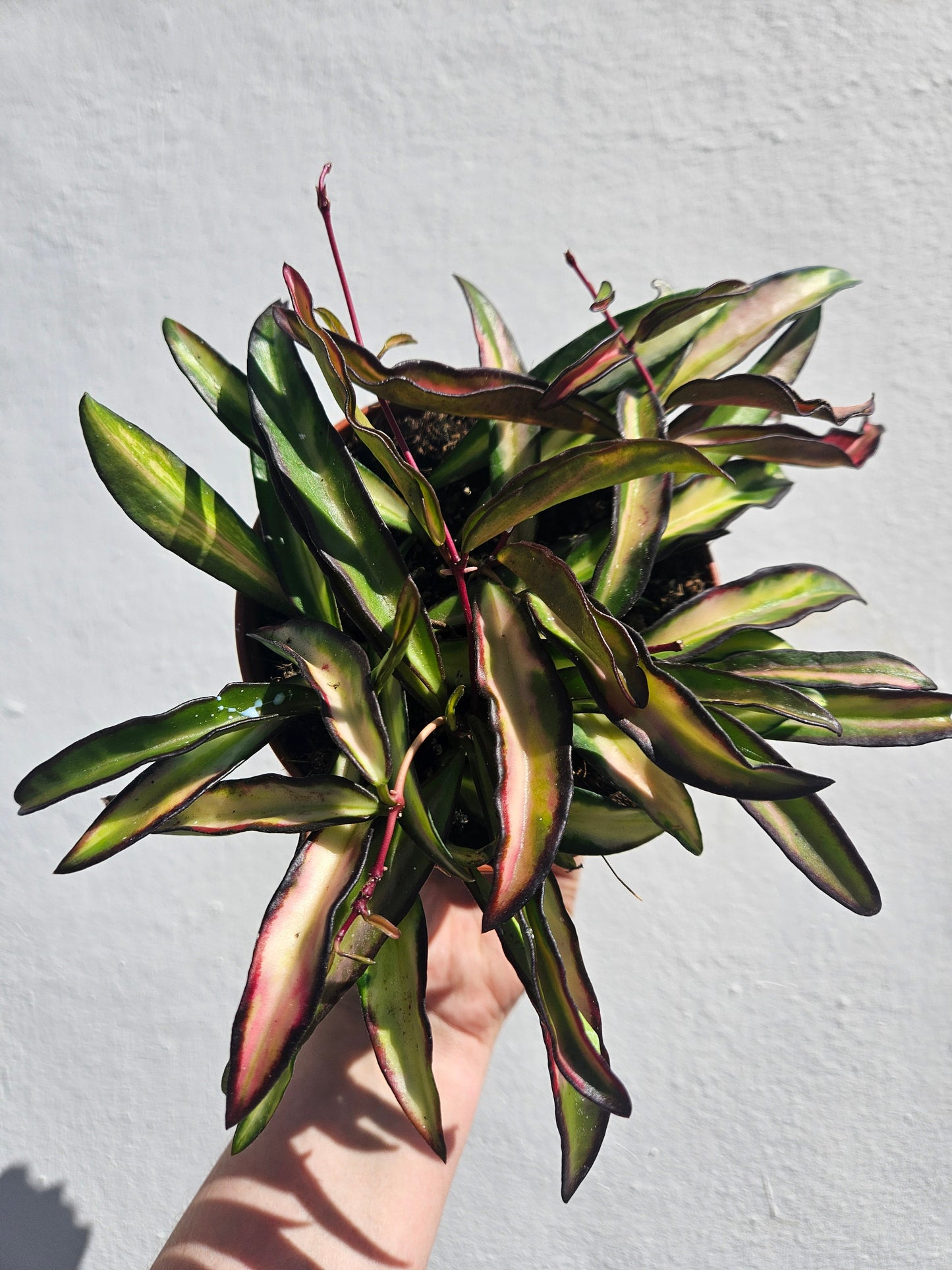 Hoya wayetti 'Tricolour'