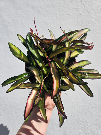 Hoya wayetti 'Tricolour'
