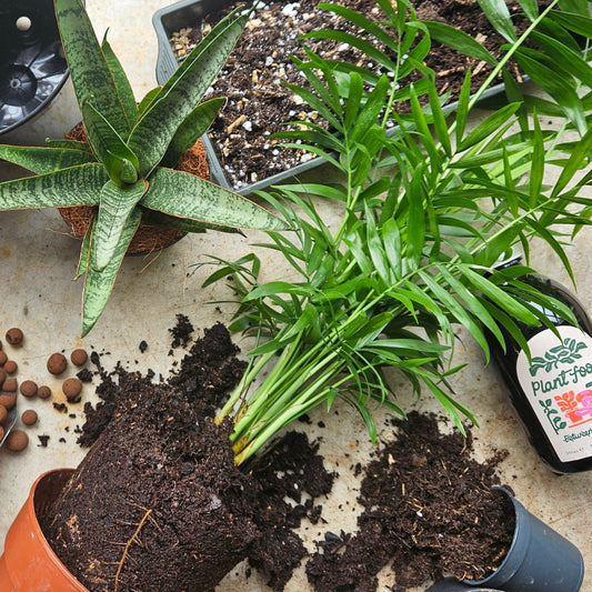 In Store - Repotting Service