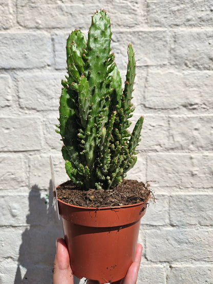 Opuntia monacantha (Drooping Prickly Pear)