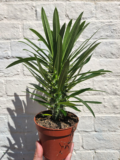 Pachypodium lamerei (Madagascar Palm)