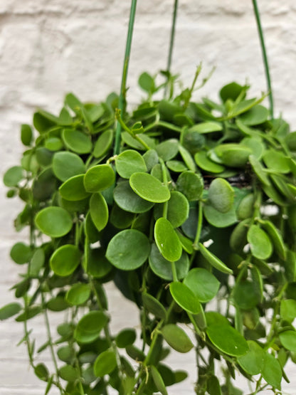 Dischidia nummularia (String of Nickels)