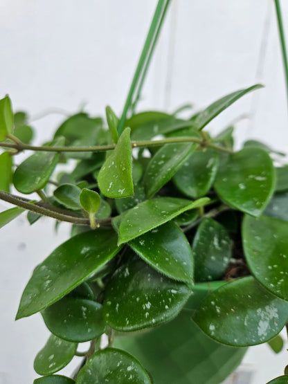 Hoya 'Mathilde splash'