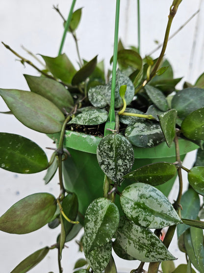 Hoya krohniana 'Splash'