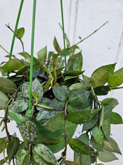 Hoya krohniana 'Splash'
