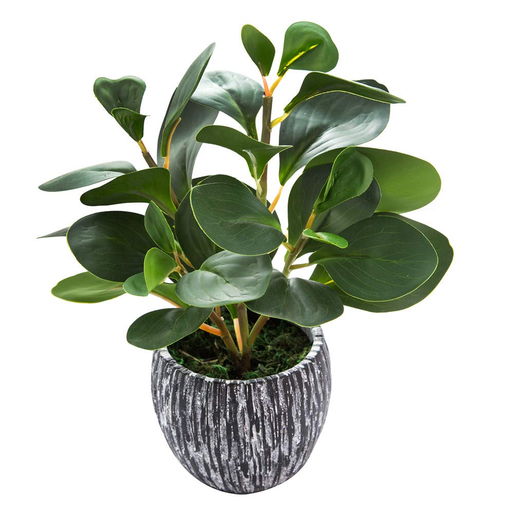 AlphaAcc Artificial Plants Real Looking and Touching Fake Plant Evergr ...