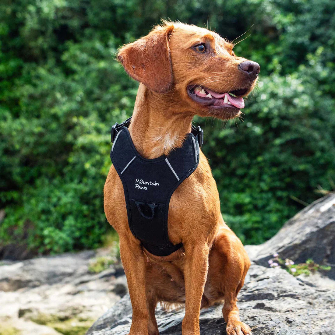 Mountain Paws Adjustable Dog Harness - Black