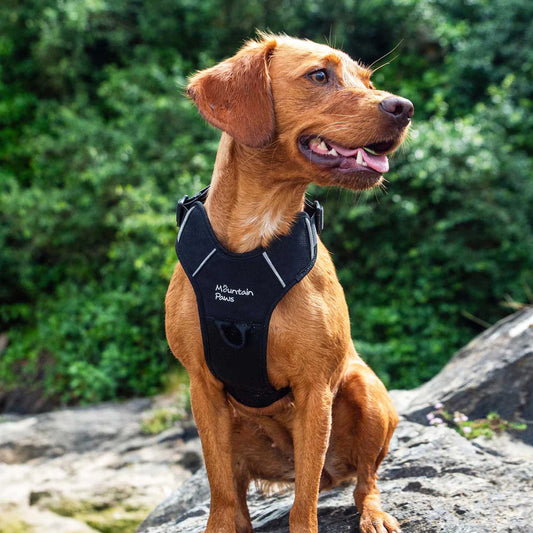 Mountain Paws Adjustable Dog Harness - Black