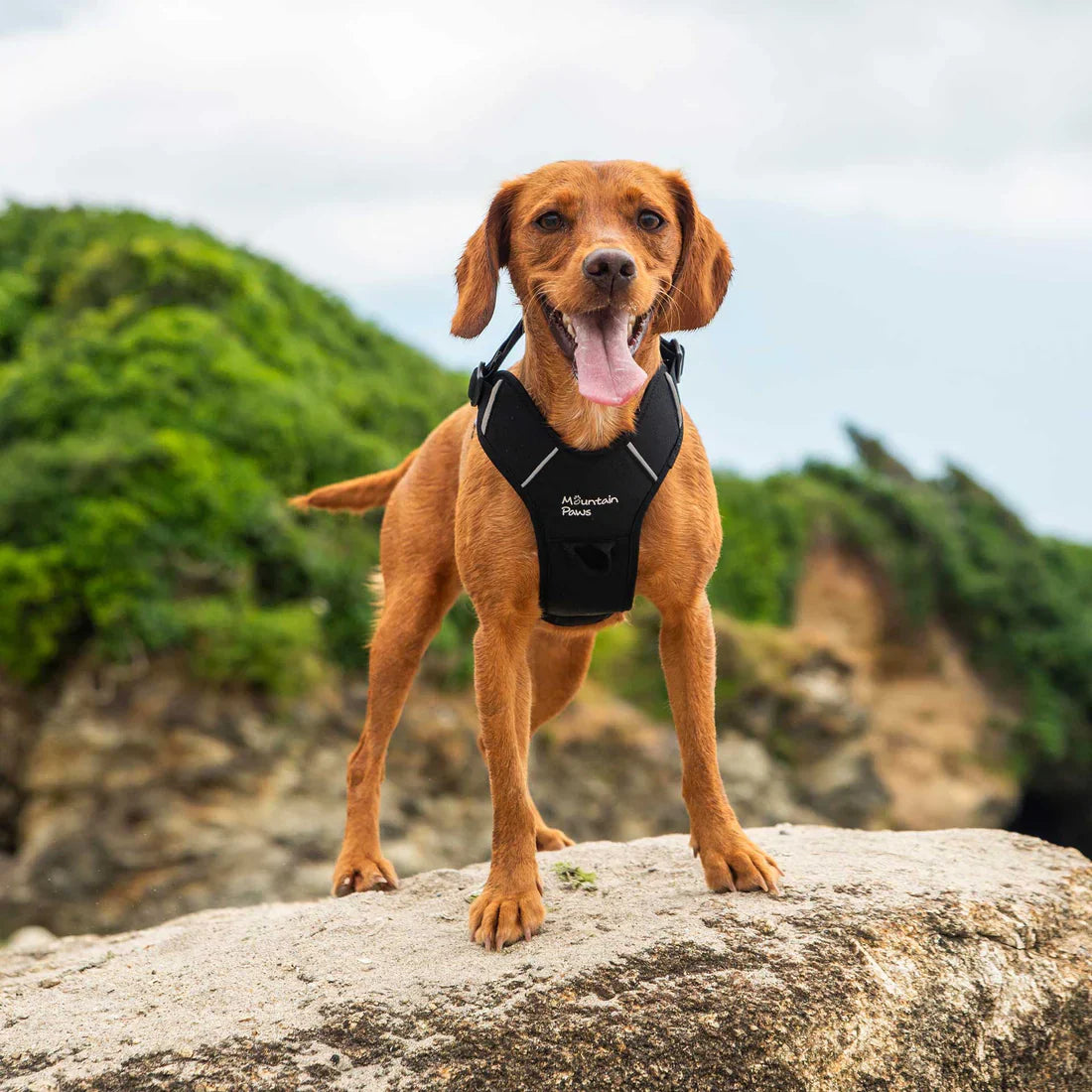 Mountain Paws Adjustable Dog Harness - Black