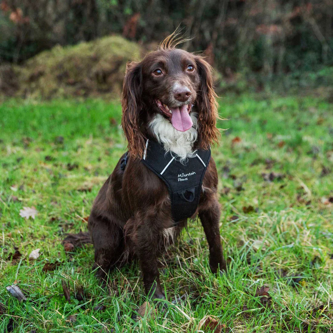 Mountain Paws Adjustable Dog Harness - Black