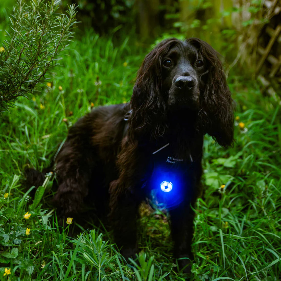 Mountain Paws Dog Safety Light - 1 Light