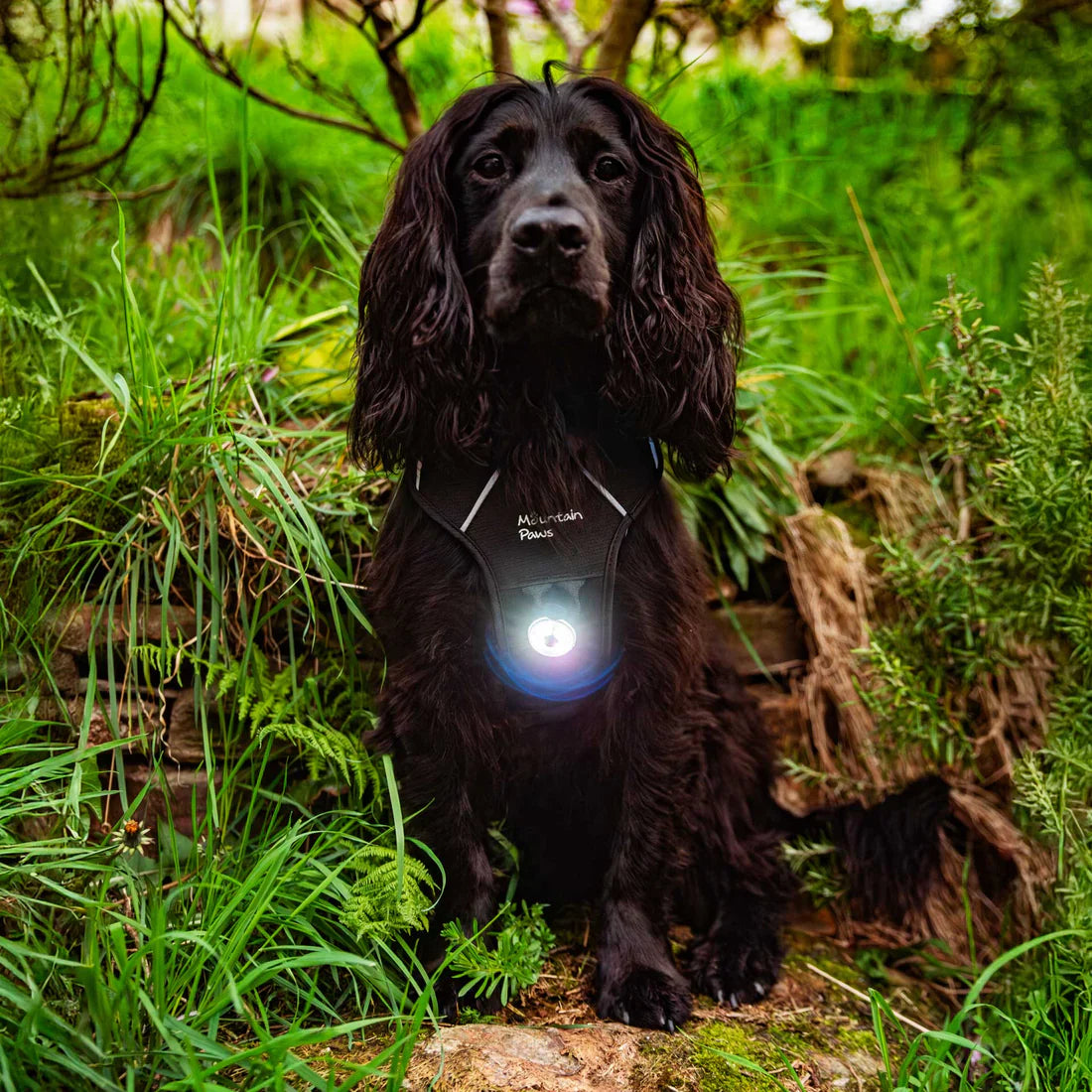 Mountain Paws Dog Safety Light - 1 Light