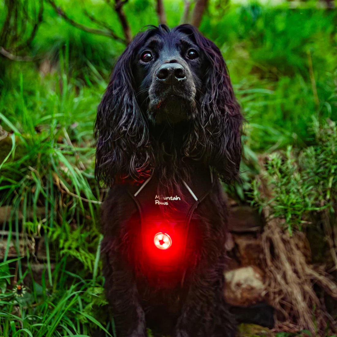Mountain Paws Dog Safety Light - 1 Light