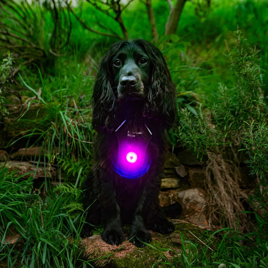 Mountain Paws Dog Safety Light - 1 Light