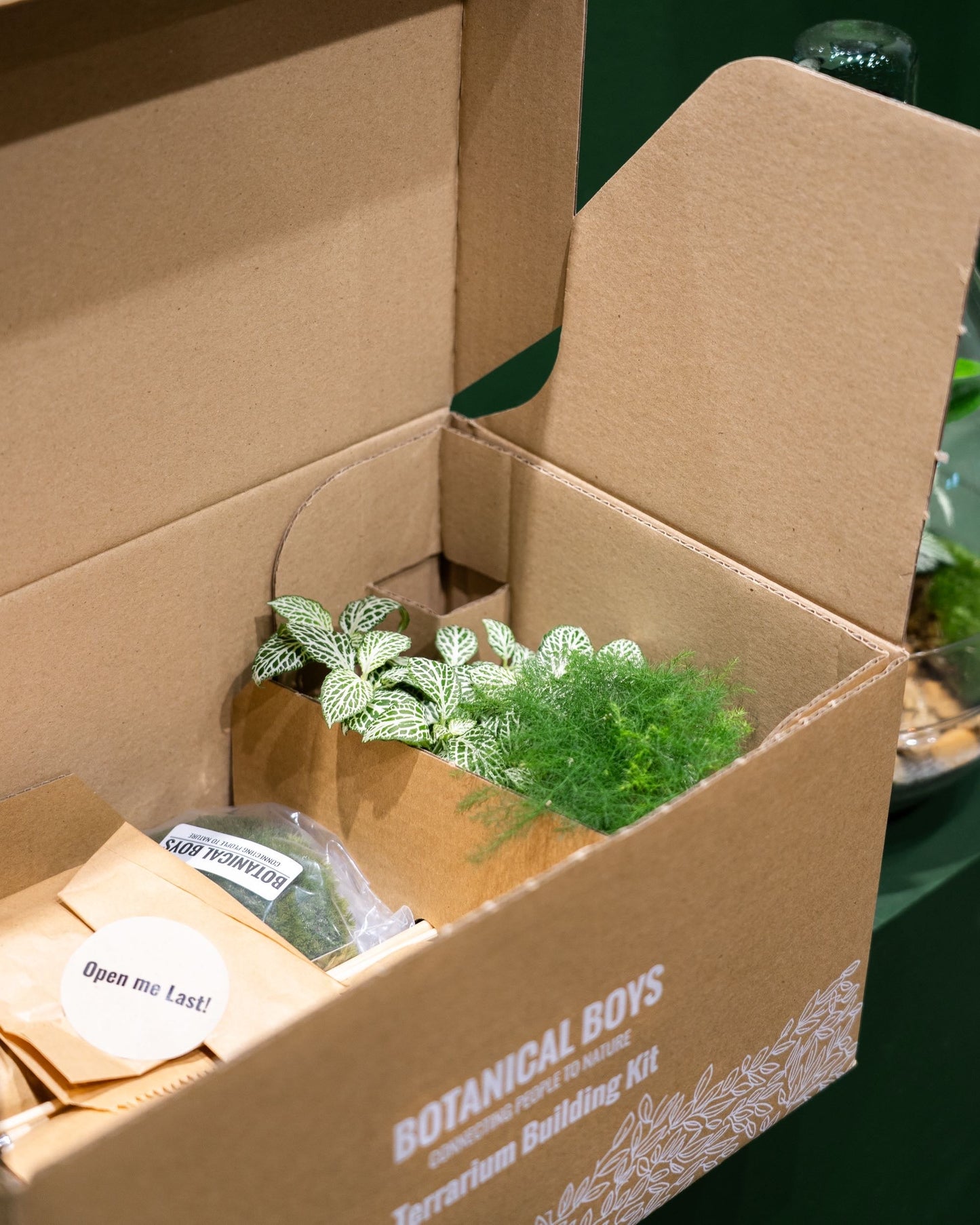LAB Jar terrarium kit (Zen) - 24x23cm