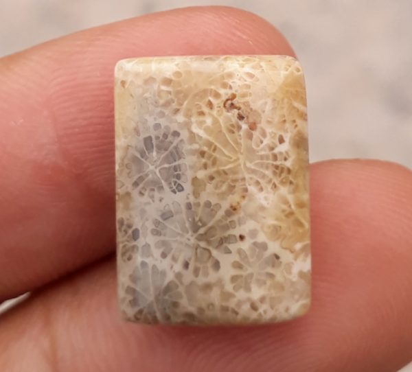 Natural Chrysanthemum Gemstone aka Agatized Coral- 15x18mm