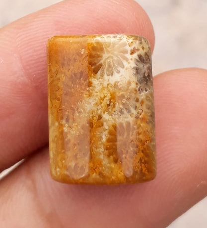 Natural Chrysanthemum Gemstone aka Agatized Coral - 13x18mm