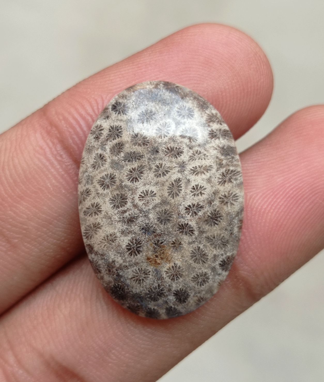 Natural Chrysanthemum Gemstone aka Agatized Coral Cabochon- 29x20x5mm