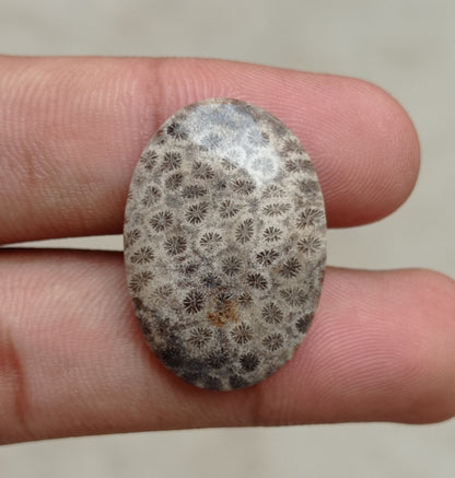 Natural Chrysanthemum Gemstone aka Agatized Coral Cabochon- 29x20x5mm