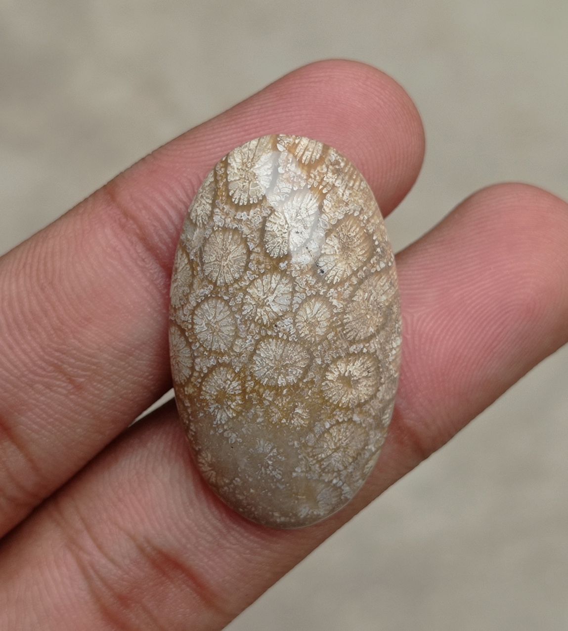 Natural Chrysanthemum Gemstone aka Agatized Coral Cabochon- 35x21x7mm