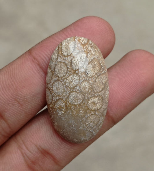 Natural Chrysanthemum Gemstone aka Agatized Coral Cabochon- 35x21x7mm