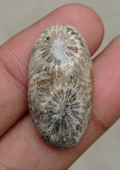 Natural Chrysanthemum Gemstone aka Agatized Coral Cabochon - 30x21x7mm