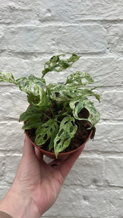 Monstera adansonii 'Frozen Freckles' (Variegated Monkey Mask)
