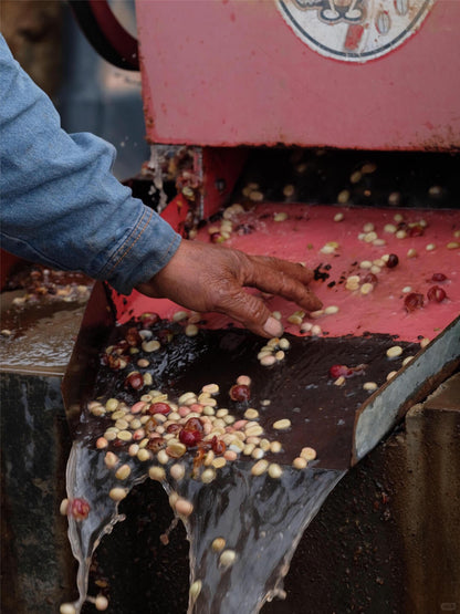 China Yunlan Estate Pacamara Washed