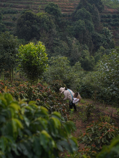 China Yunlan Estate Pacamara Washed