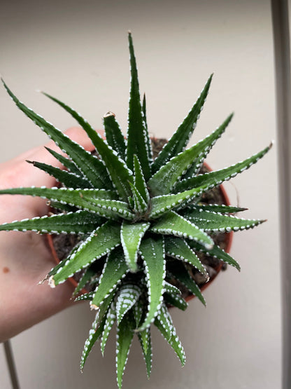 Haworthia fasciata 'Big Band' (Zebra Haworthia)