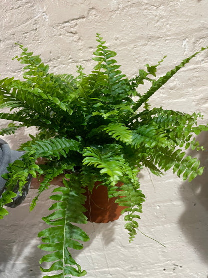 Nephrolepis Exaltata (Boston Fern)