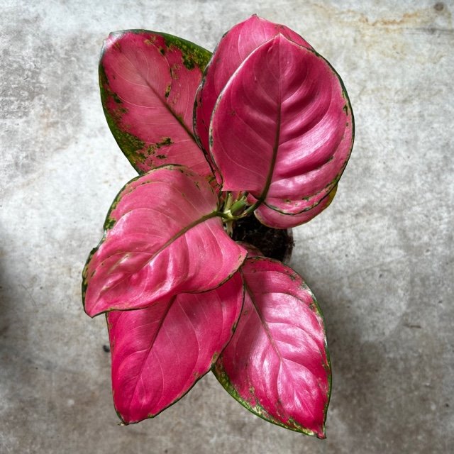 Aglaonema 'Pink star' (Chinese Evergreen)