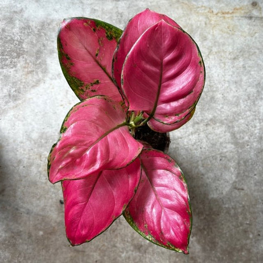 Aglaonema 'Pink star' (Chinese Evergreen)